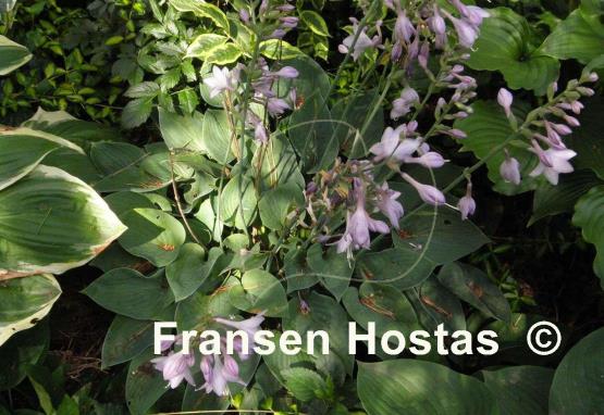 Hosta Peter Pan