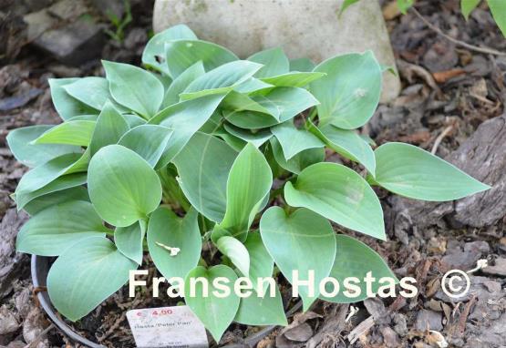 Hosta Peter Pan