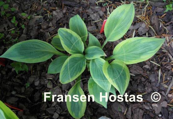 Hosta Peter Ruh
