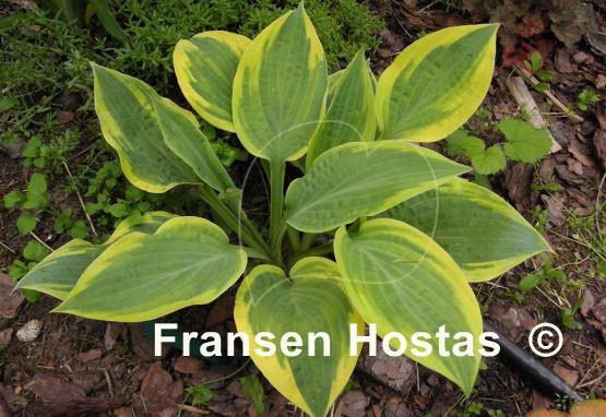 Hosta Peter Ruh