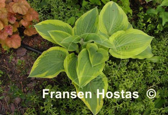 Hosta Peter Ruh