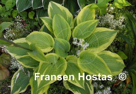 Hosta Peter Ruh