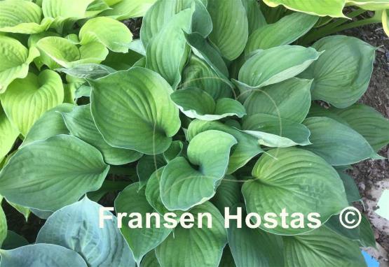 Hosta Pete's Dark Satellite