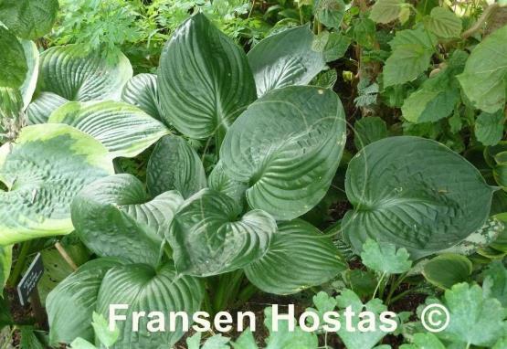 Hosta Pete's Dark Satellite