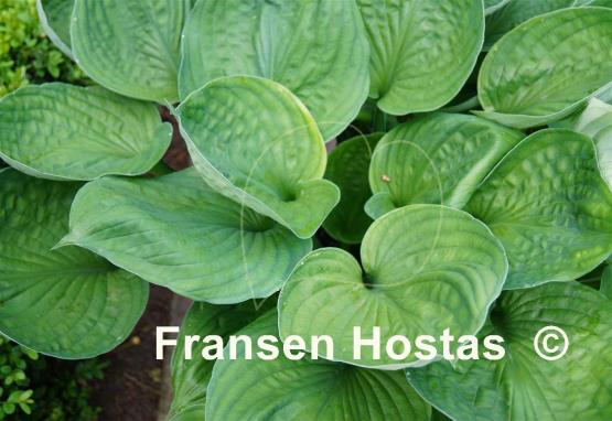 Hosta Pete's Dark Satellite