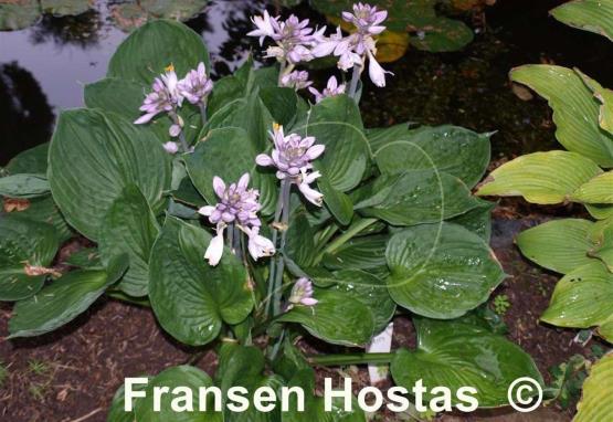 Hosta Pete's Dark Satellite