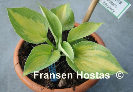 Hosta Pete's Mystery