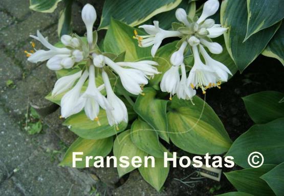 Hosta Pete's Mystery