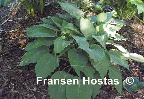 Hosta Petticoat Junction