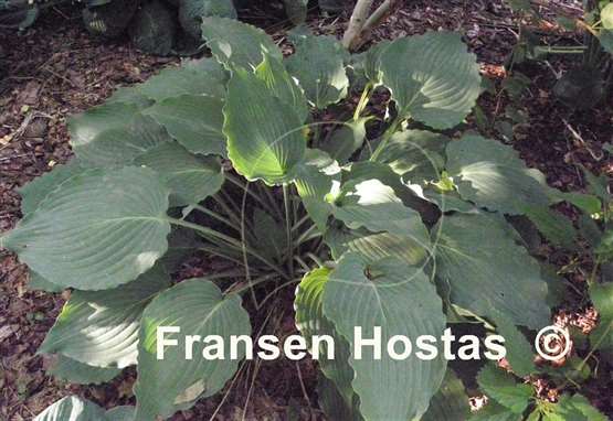 Hosta Petticoat Junction