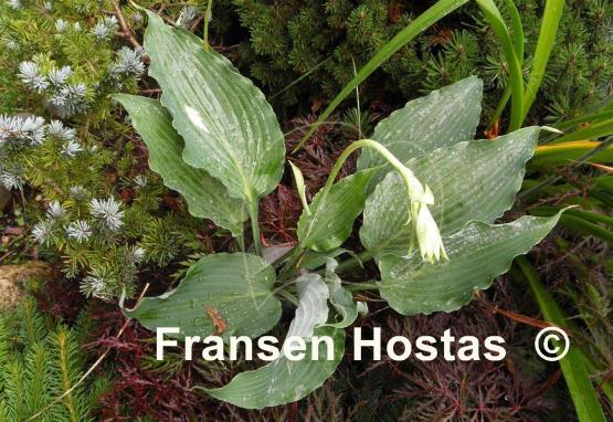 Hosta Petticoat Junction