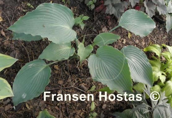 Hosta Petticoat Junction