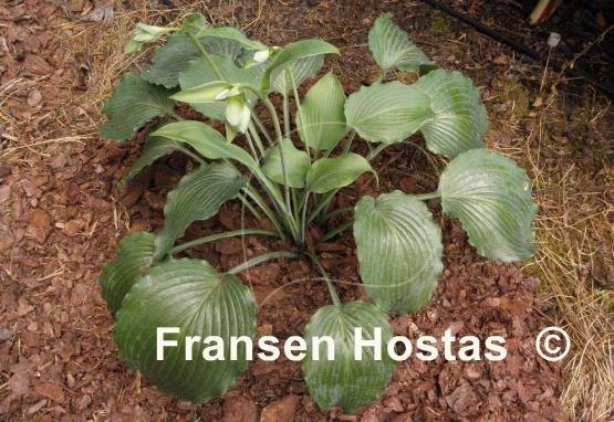 Hosta Petticoat Junction