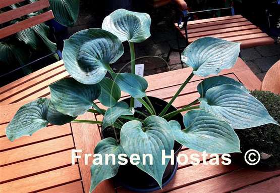 Hosta Pewterware