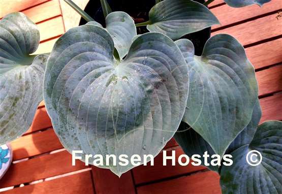 Hosta Pewterware