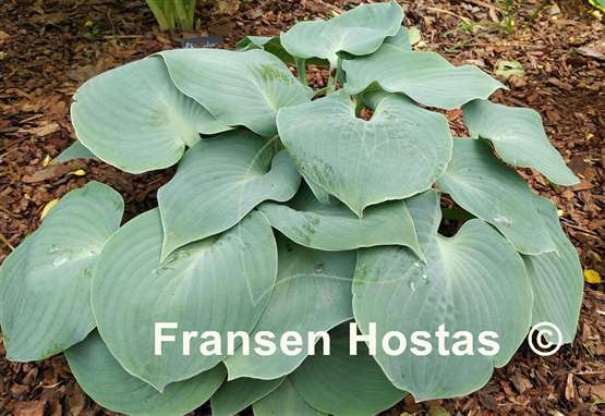 Hosta Pewterware