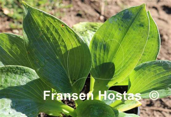 Hosta Philadelphia