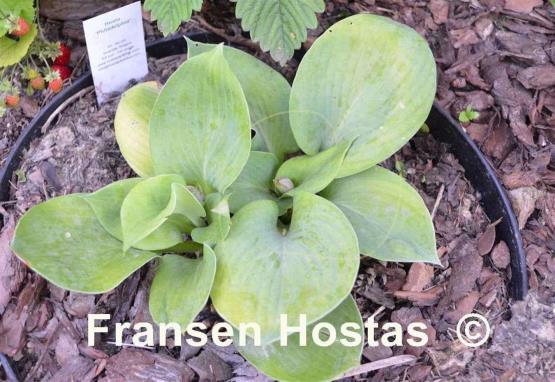 Hosta Philadelphia