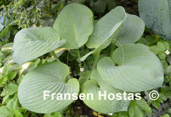 Hosta Philadelphia
