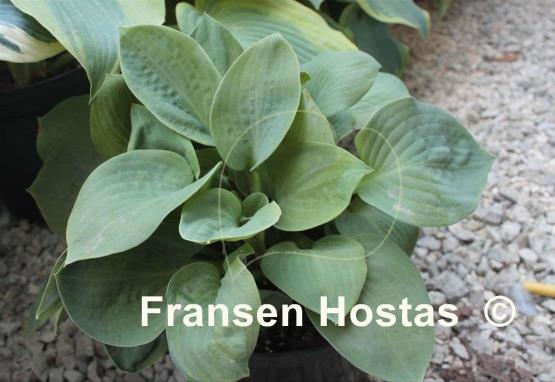 Hosta Philadelphia