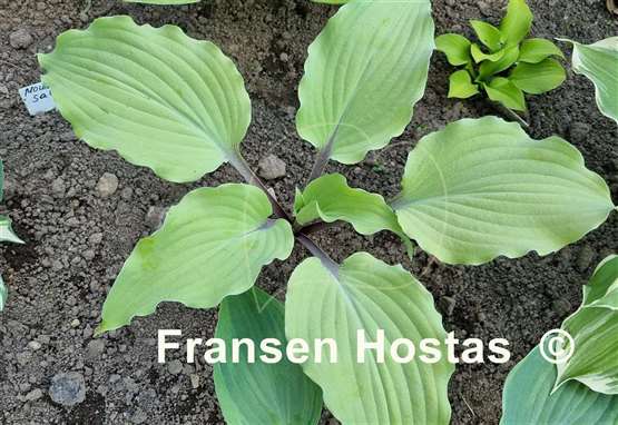 Hosta Phoenix Feathers