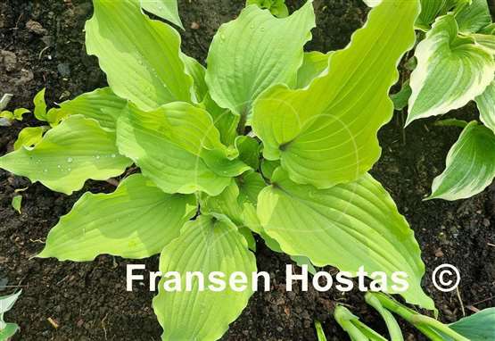 Hosta Phoenix Feathers