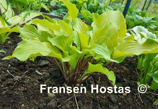 Hosta Phoenix Feathers