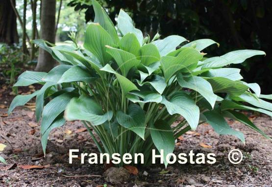 Hosta Phoenix