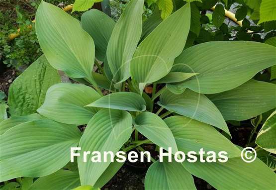 Hosta Phoenix