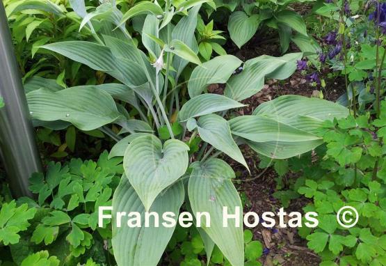 Hosta Phoenix