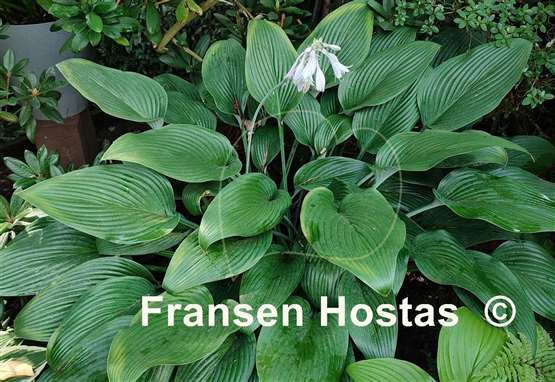 Hosta Phoenix