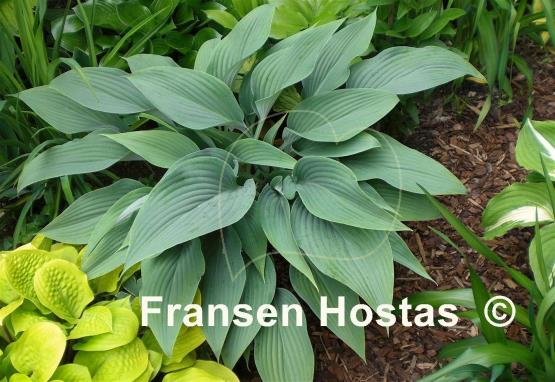 Hosta Phoenix