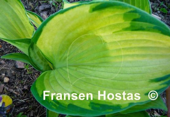 Hosta Photo Finish
