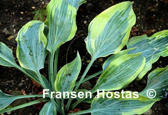 Hosta Picasso