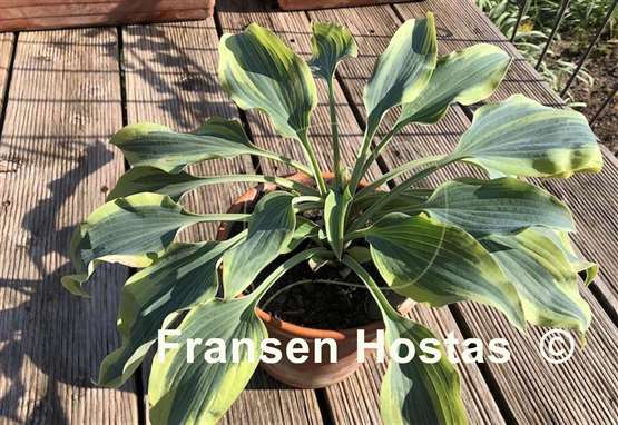 Hosta Picasso