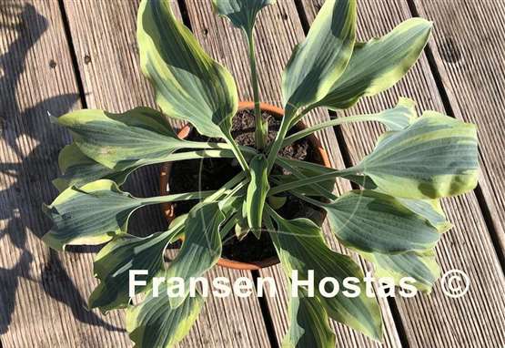 Hosta Picasso