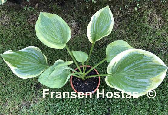 Hosta Pie a la Mode