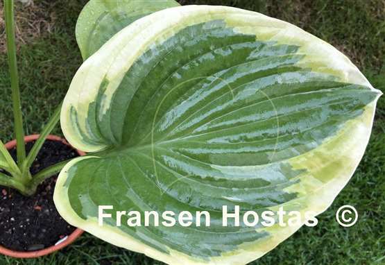 Hosta Pie a la Mode