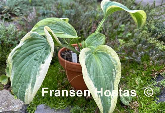 Hosta Pie a la Mode