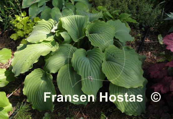 Hosta Piecrust Power