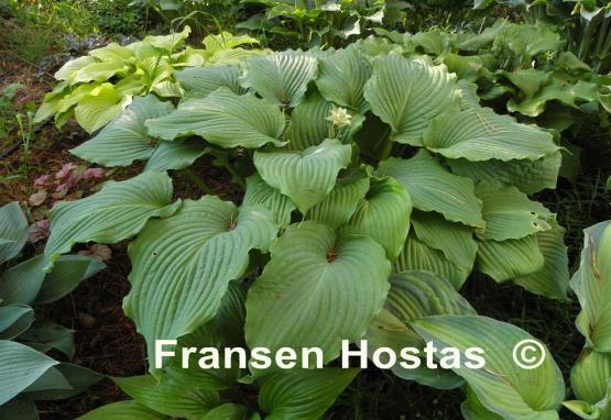 Hosta Piecrust Power