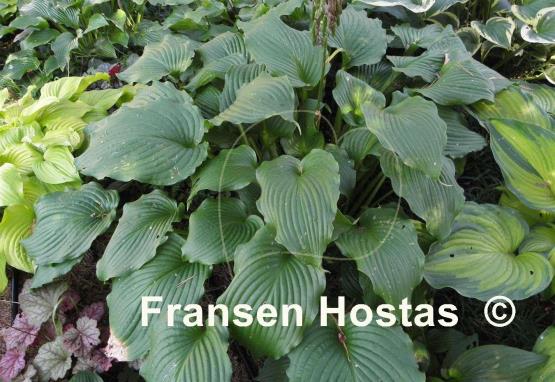 Hosta Piecrust Power