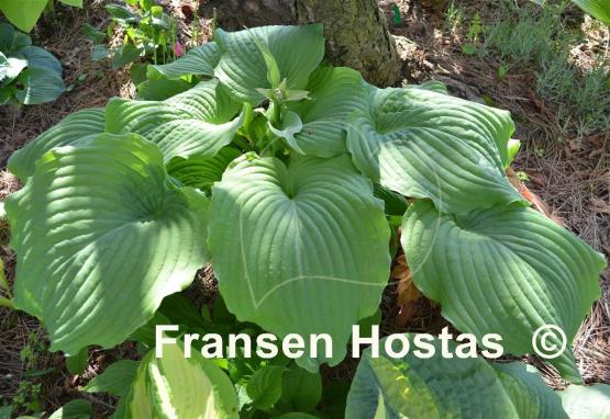 Hosta Piecrust Power