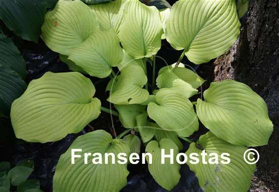 Hosta Piedmont Gold