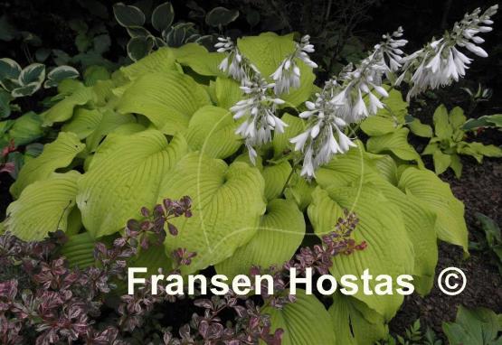 Hosta Piedmont Gold