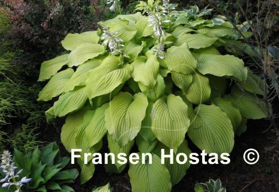 Hosta Piedmont Gold