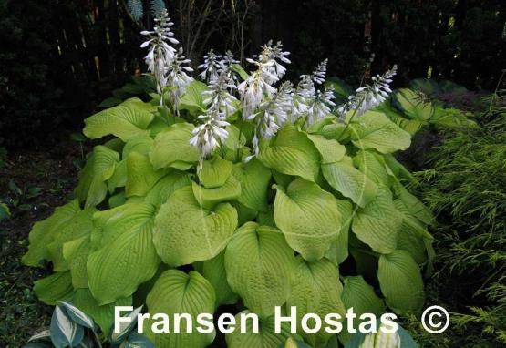 Hosta Piedmont Gold