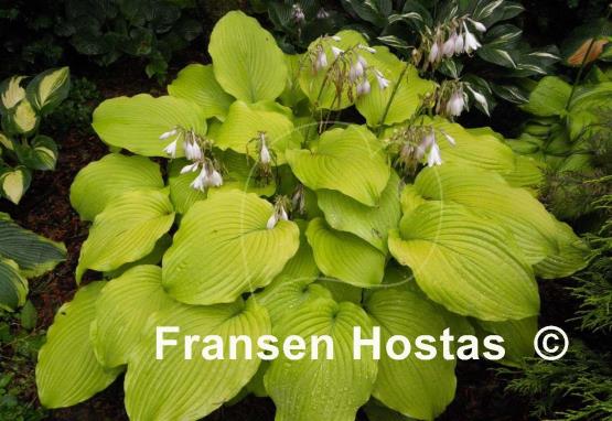 Hosta Piedmont Gold