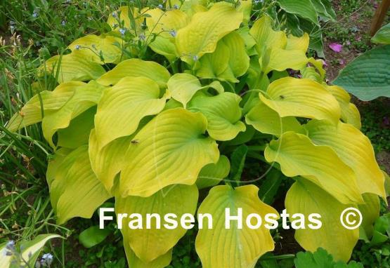 Hosta Piedmont Gold