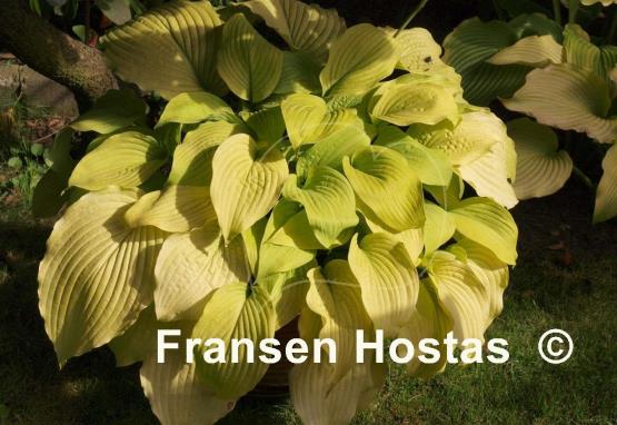 Hosta Piedmont Gold